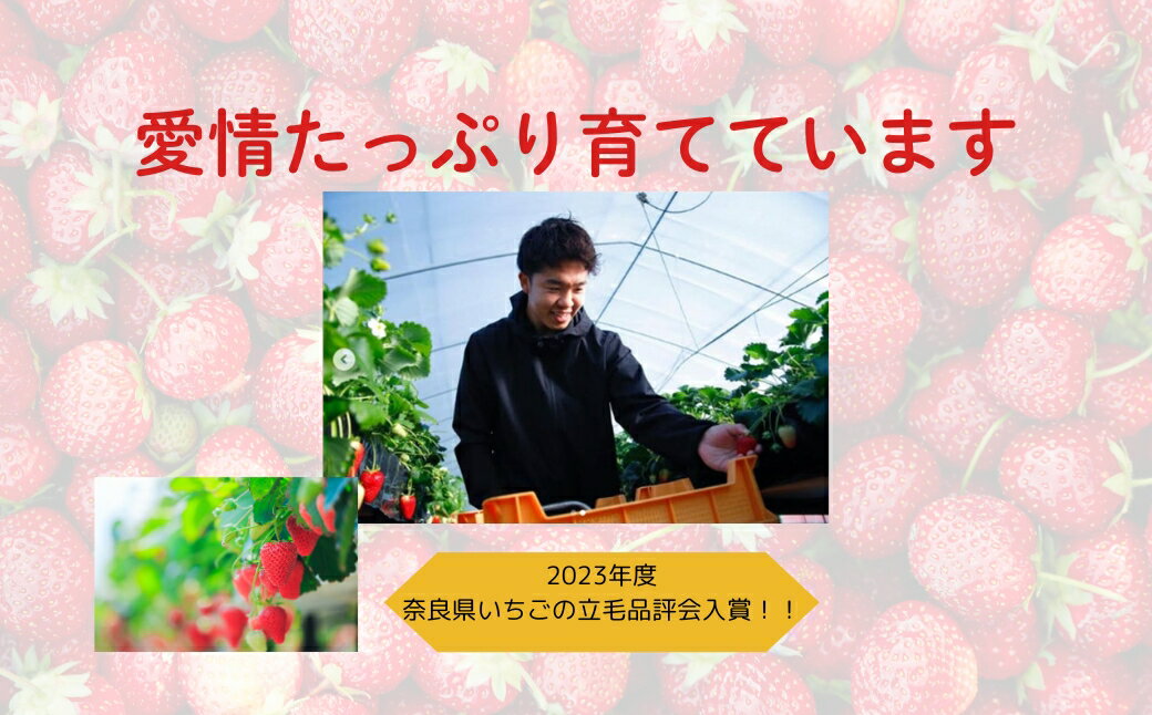 【ふるさと納税】【2026年1月以降発送】いちご（古都華）藤井農園特選大粒古都華600g×1ケース（数量限定 予約販売）奈良県 奈良市 なら 25-037 サムネイル3