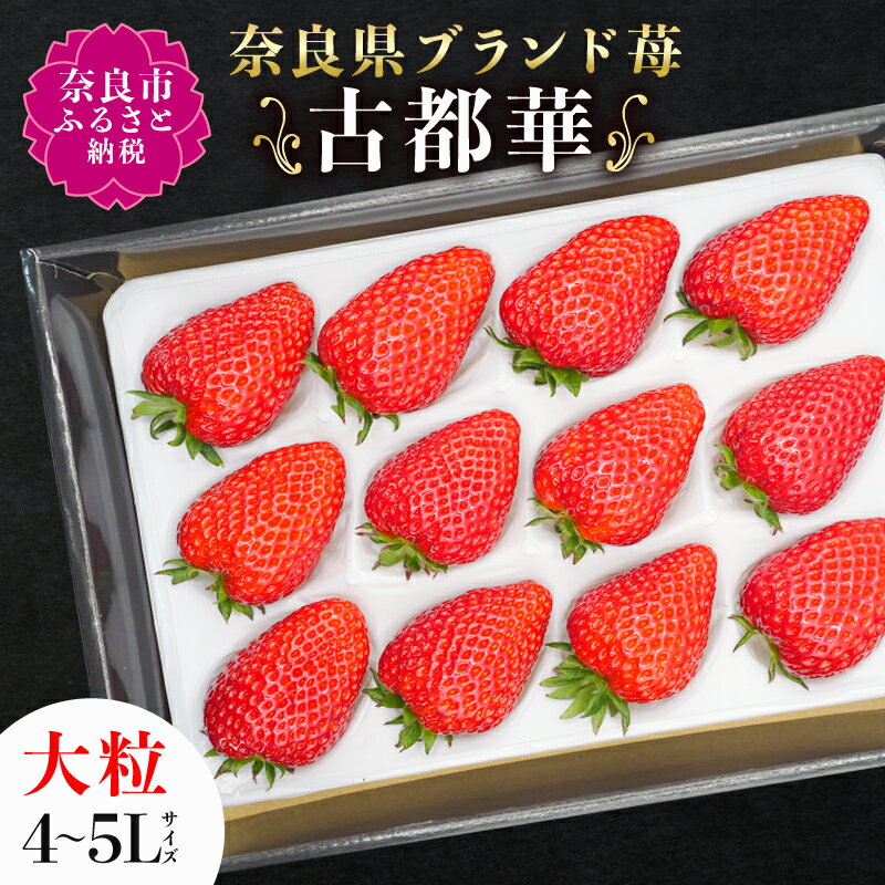 【 数量限定 予約販売 】 ブランド いちご 古都華 1P 数量限定 大粒 4L ～ 5Lサイズ 2026年 1月 以降順次発送 1月 2月 3月 送料無料 宝石のような濃いルビー色 ギフト スイーツ 苺 フルーツ 果物 イチゴ 甘い 限定 奈良 市 なら 古都華カンパニー IK-01