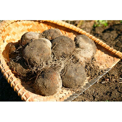 【ふるさと納税】大和万葉の里「山の芋」　約1.2kg【1071903】 - 画像2