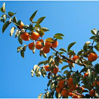 【ふるさと納税】〈R7年11月以降発送〉刀根早生柿発祥の地天理市のあんぽ柿2箱セット(12～16個入り)【1091685】 サムネイル3