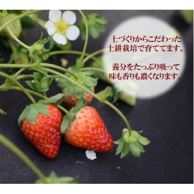 【ふるさと納税】赤のコラボ「古都華」と「ゆめのか」(それぞれ9粒～11粒)【配送不可地域：離島】【1097359】 サムネイル3