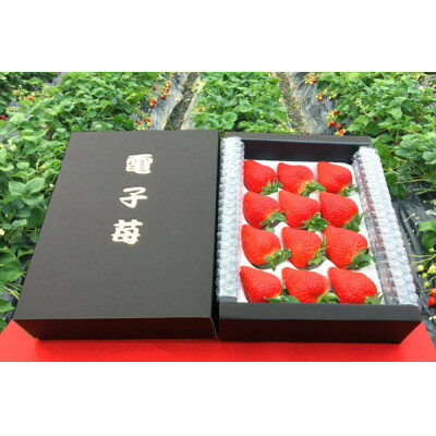 【2026年1月以降順次発送予定】電子技法栽培「苺」ゆめのか【約430g×1トレー】【配送不可地域：離島】【1423613】