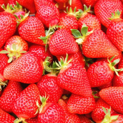 【ふるさと納税】【2026年1月以降順次発送予定】電子技法栽培「苺」ゆめのか【約430g×1トレー】【配送不可地域：離島】【1423613】 サムネイル2