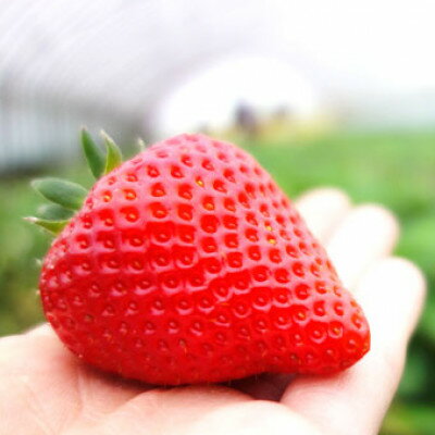 【ふるさと納税】【2026年1月以降順次発送予定】電子技法栽培「苺」ゆめのか【約430g×1トレー】【配送不可地域：離島】【1423613】 サムネイル3