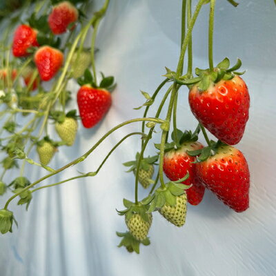 【ふるさと納税】【2026年1月順次発送】奈良県産いちご「古都華」と「ゆめのか」の食べくらべ　合計2パック【配送不可地域：離島】【1556702】 サムネイル3