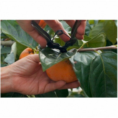 【ふるさと納税】刀根早生柿発祥の地天理市の柿チップ2箱セット【1663399】 サムネイル3