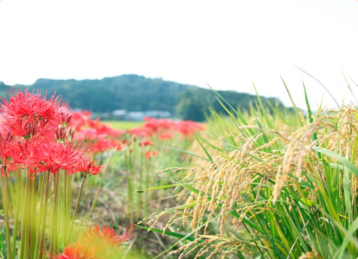 【ふるさと納税】奈良・橿原　農薬や化学肥料不使用【令和7年産】ヒノヒカリ 約5kg（5kg×1袋） - 画像2