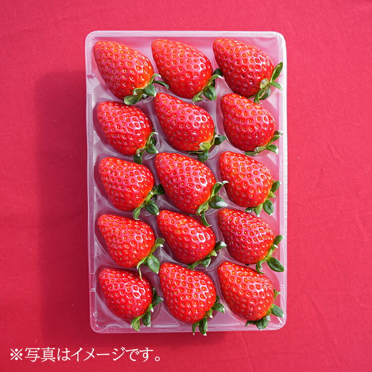 【ふるさと納税】【先行予約・数量限定】【奈良県知事賞受賞】古都華（ことか）Lサイズ（11～15粒入り）×2パック｜とのあさイチゴ農園 ※2026年1月中旬～5月上旬頃に順次発送予定 サムネイル2