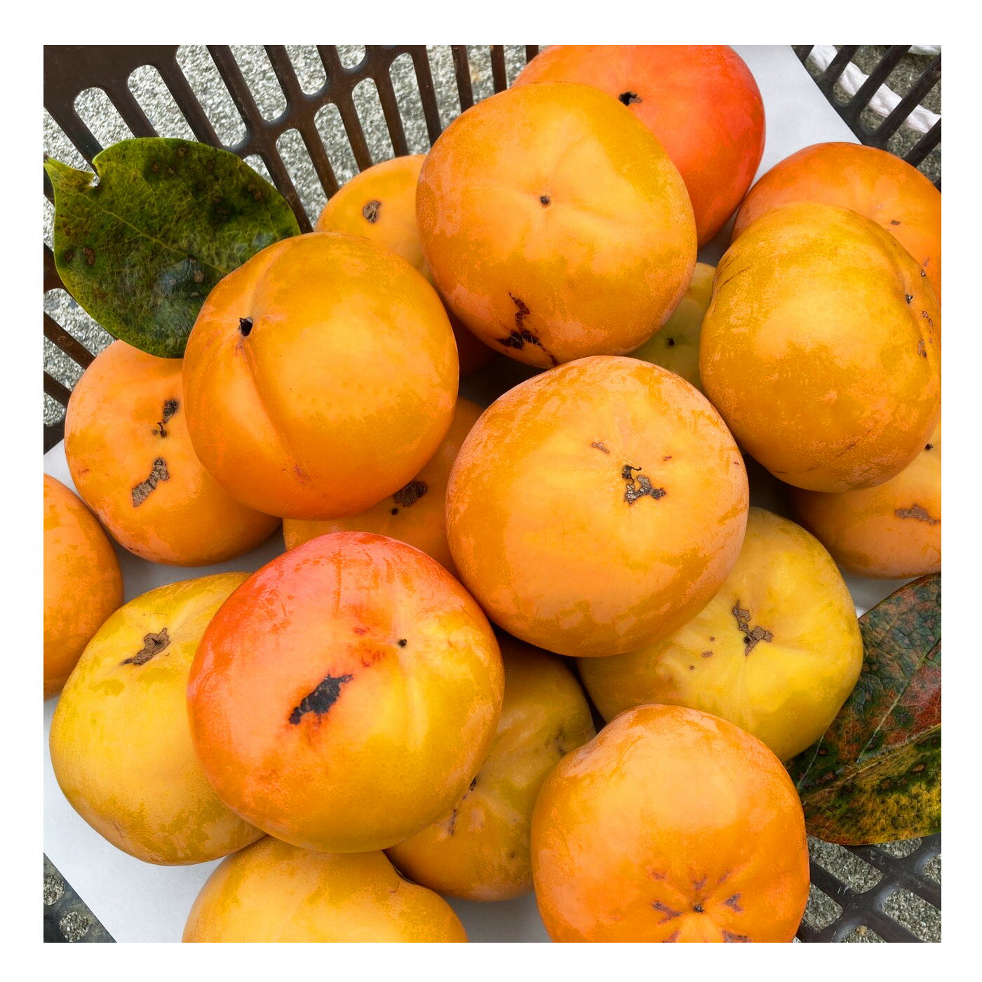 【ふるさと納税】 訳あり 柿 大容量 富有柿 堀うち農園 どっさり 約 7kg | フルーツ くだもの 果物 柿 かき カキ デザート 富有柿 奈良県 五條市 サムネイル3