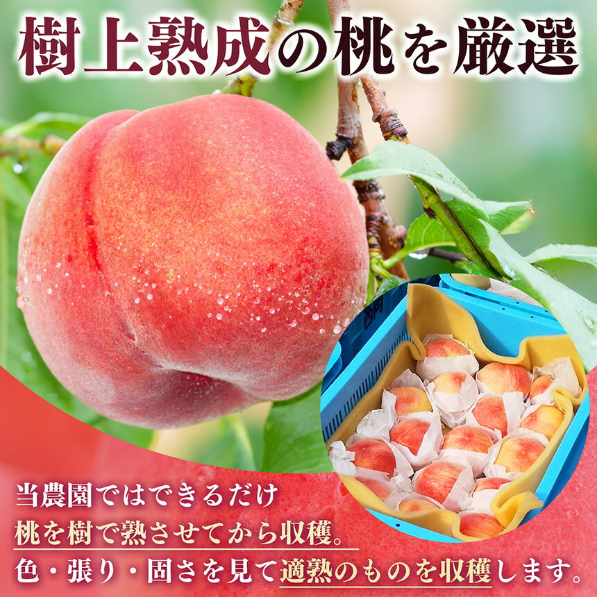 【ふるさと納税】 桃 （ 小玉 or 大玉） 約2～4kg 箱 先行予約 | フルーツ 果物 くだもの もも モモ ピーチ 奈良県 五條市 果実 果汁 - 画像3