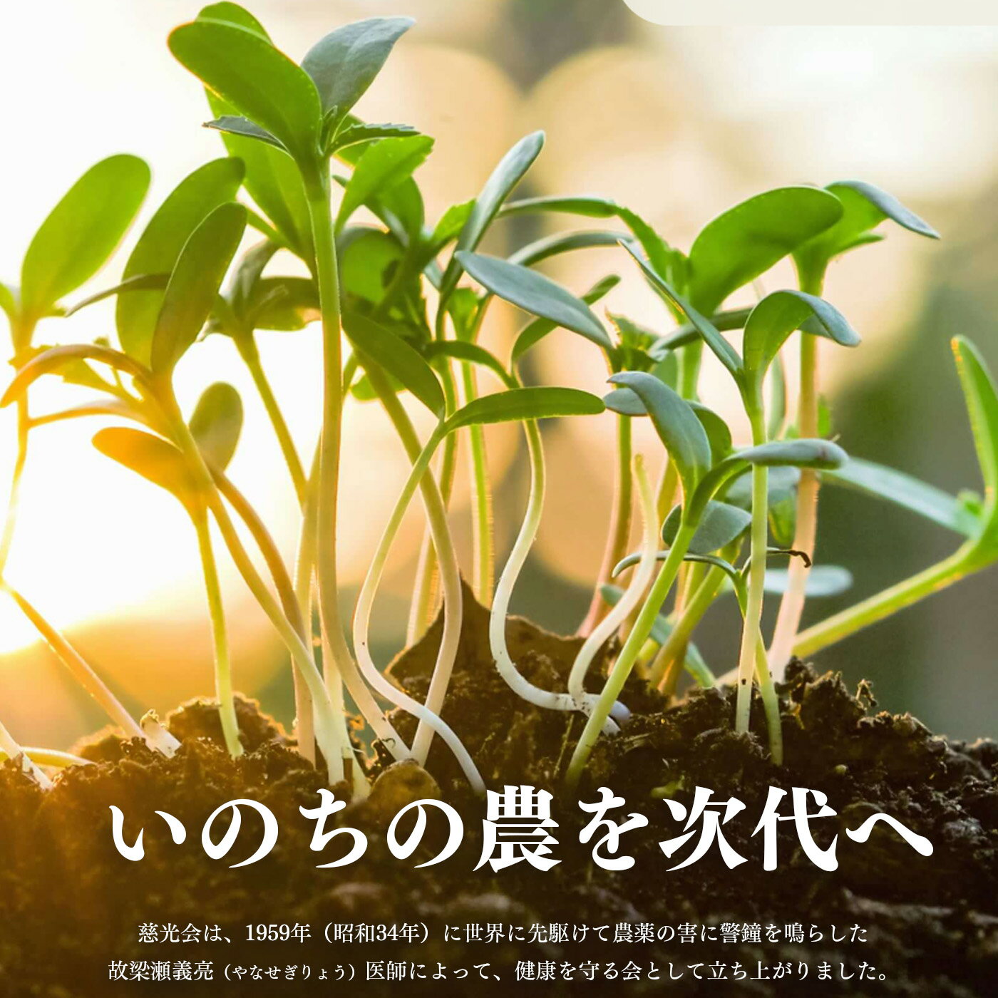 【ふるさと納税】 キウイフルーツ 生命の農法（無化学農薬・無化学肥料栽培）（約3kg）| キウイ フルーツ キウイフルーツ フルーツ くだもの 果物 奈良県 五條市 - 画像2