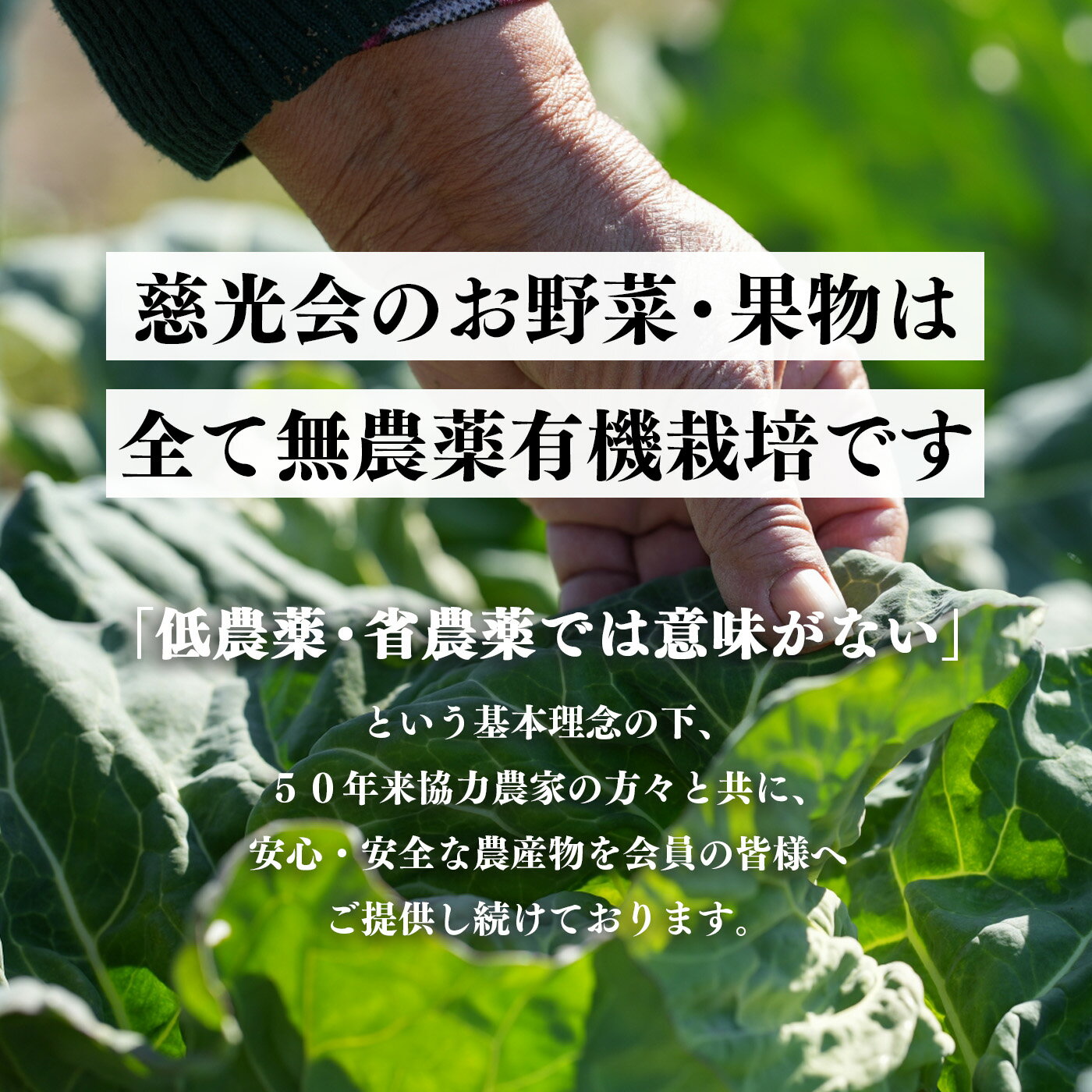 【ふるさと納税】 キウイフルーツ 生命の農法（無化学農薬・無化学肥料栽培）（約3kg）| キウイ フルーツ キウイフルーツ フルーツ くだもの 果物 奈良県 五條市 - 画像3