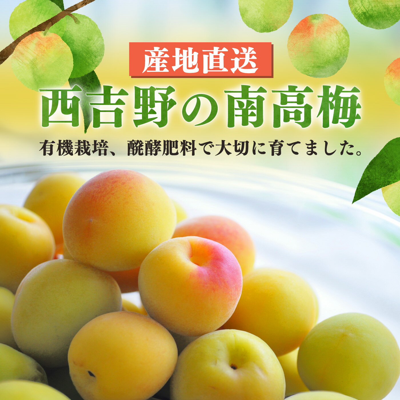 【ふるさと納税】有機栽培　完熟南高梅 5kg | ＜※6月中旬〜7月上旬頃順次発送予定＞果実 かじつ カジツ 梅 うめ ウメ 奈良県 五條市 サムネイル2