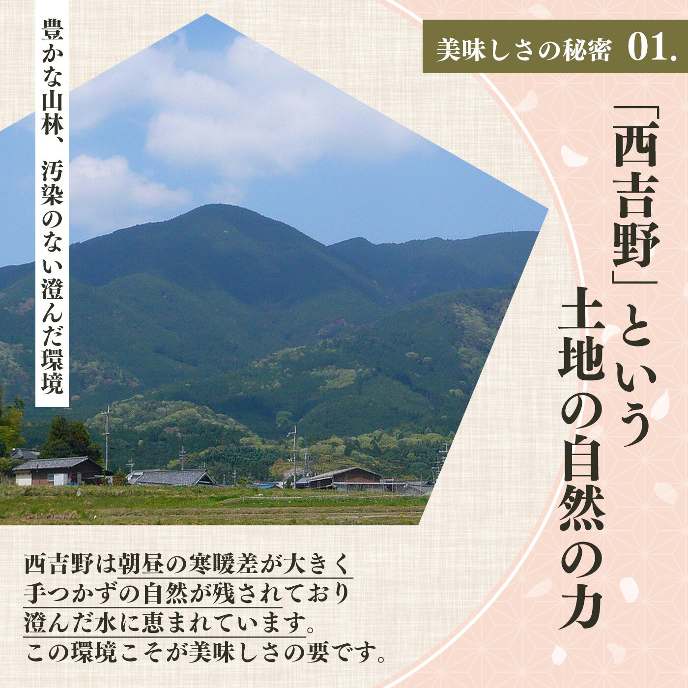 【ふるさと納税】有機栽培　完熟南高梅 5kg | ＜※6月中旬〜7月上旬頃順次発送予定＞果実 かじつ カジツ 梅 うめ ウメ 奈良県 五條市 サムネイル3