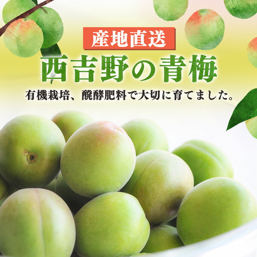 【ふるさと納税】有機栽培　青梅 3kg（ジュース・梅酒・酵素用）|＜先行予約※6月上旬〜中旬頃順次発送予定＞ 果実 かじつ カジツ 梅 うめ ウメ 酒 奈良県 五條市 サムネイル2