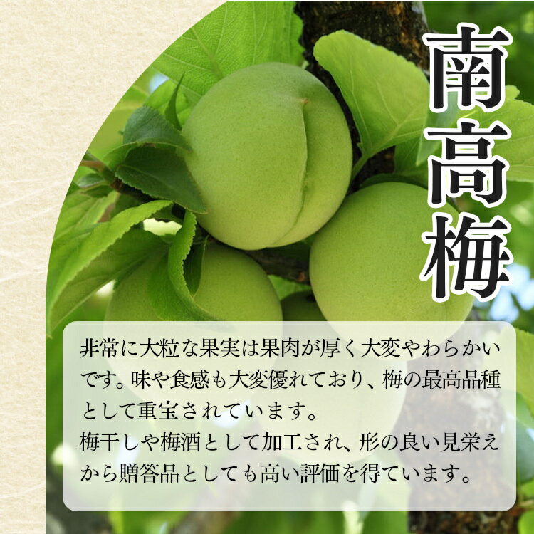 【ふるさと納税】【厳選】西吉野の青梅（南高梅）約4kg（秀品）| 果実 かじつ カジツ 梅 うめ ウメ 梅干し うめぼし 奈良県 五條市 健康※6月上旬～2025年6月下旬頃発送予定※北海道・沖縄・離島発送対応不可 サムネイル2