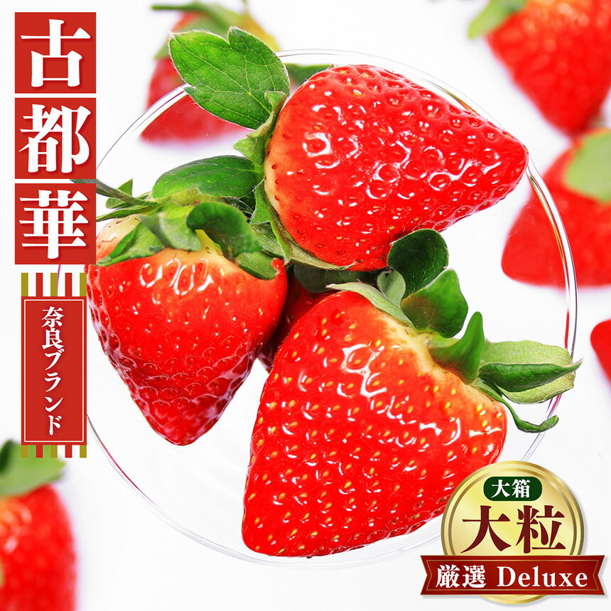 いちご 奈良 の いちご 「 古都華 〜 ことか 〜」 大粒 厳選 Deluxe（大箱） ※12月下旬頃〜3月下旬頃に順次発送予定　※北海道・沖縄・離島対応不可 | フルーツ くだもの 果物 いちご イチゴ ことか コトカ 古都華 奈良県 五條市