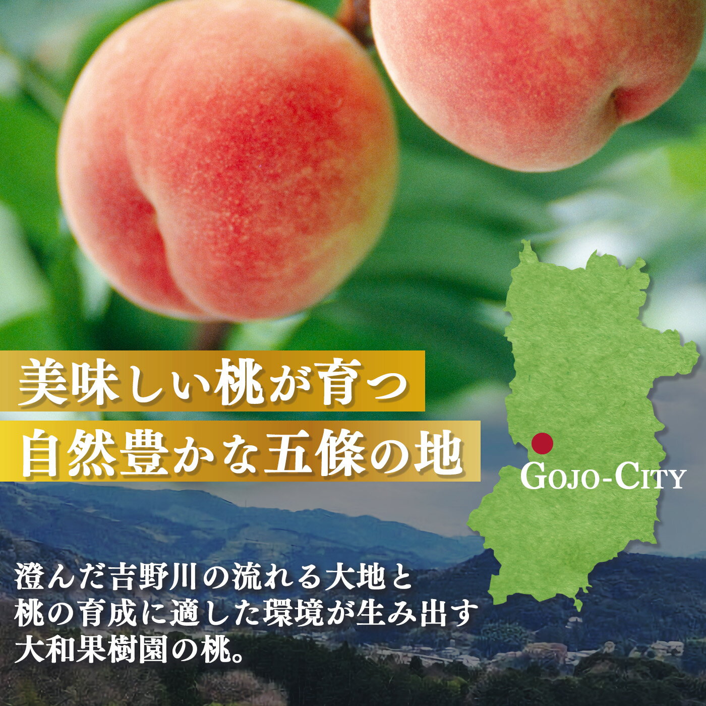 【ふるさと納税】 桃 大和果樹園の桃 約2kg | フルーツ 果物 くだもの 桃 もも ピーチ 白鳳 夢しずく あかつき 白桃 夏おとめ 白麗 奈良県 五條市 サムネイル3