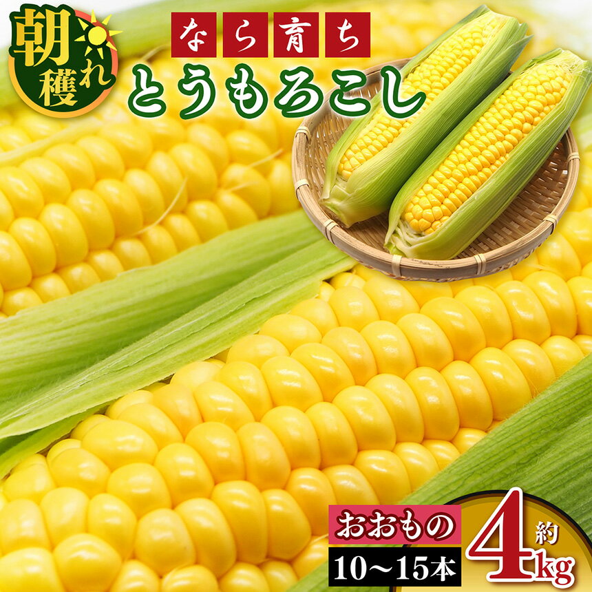 【なら育ち 益田農園】鮮度 命 ！ 朝 採れ ！ 当日 出荷 ！ とうもろこし 約 4kg ( 10本 ～ 15本 ）| 品種 おおもの 高糖度 朝どれ 朝穫れ 野菜 やさい ヤサイ ベジタブル コーン 黄色 鮮度 良 ポタージュ スープ 奈良県 五條市