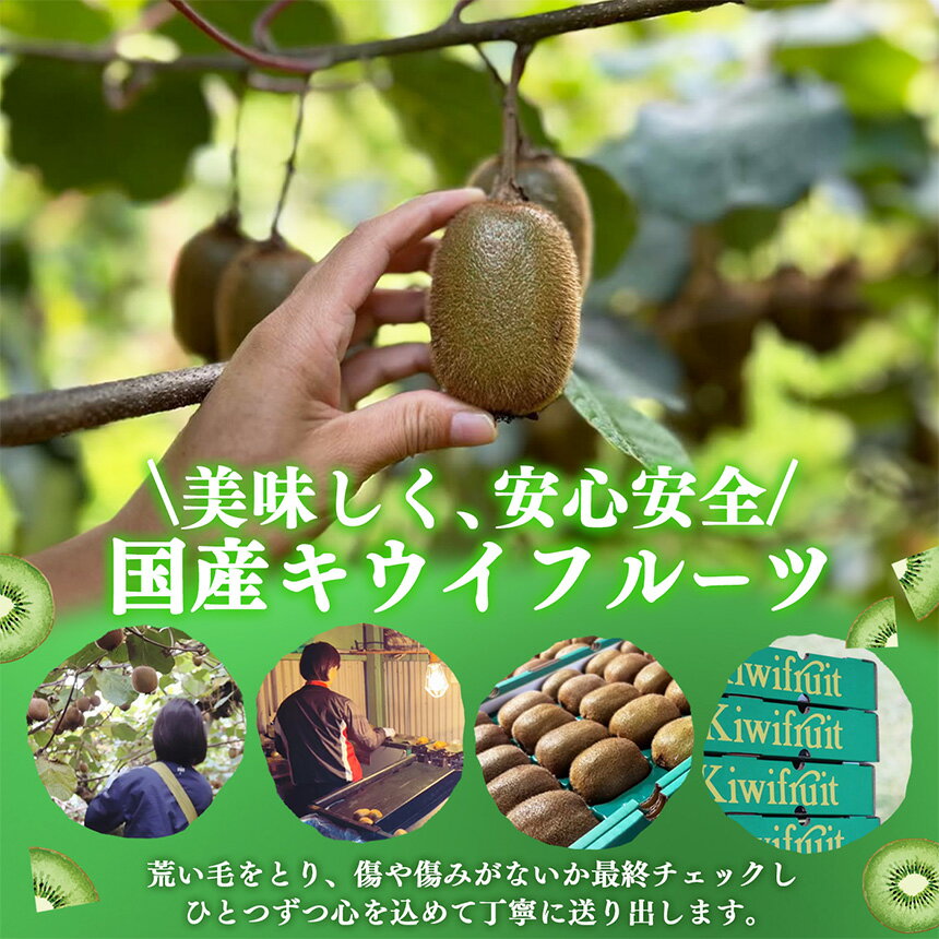 【ふるさと納税】 キウイフルーツ 贈答用 サイズ おまかせ | フルーツ くだもの 果物 キウイ フルーツ キウイフルーツ 贈答用 ギフト用 フルーツギフト 人気 国産 産地直送 奈良県 五條市 サムネイル3