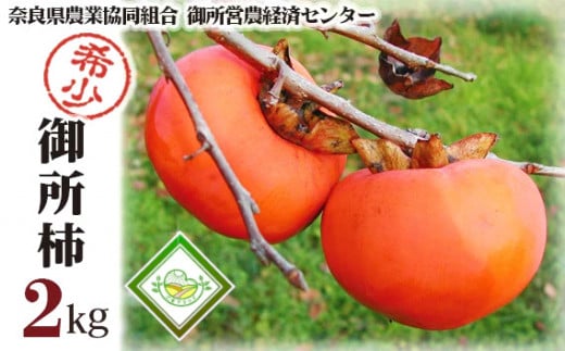 御所柿 約2kg ／ 奈良県農業協同組合 甘柿 かき 果物 希少 特産品 奈良県 御所市