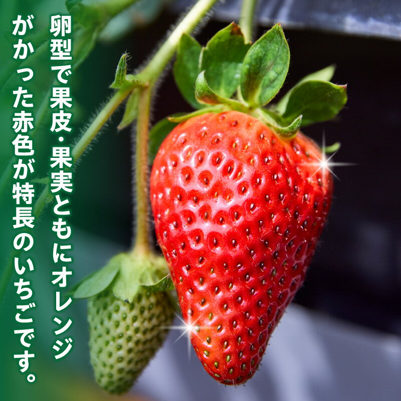 【ふるさと納税】【2026年1月〜3月上旬発送】化粧箱入りいちご【珠姫】 酸味が少なくやさしい甘み 珠姫 いちご 2パック 9~15粒 化粧箱 粒が大きい 生駒いちご園 果物 フルーツ デザート 贈り物 お取り寄せ お取り寄せフルーツ 奈良県 生駒市 送料無料 サムネイル3