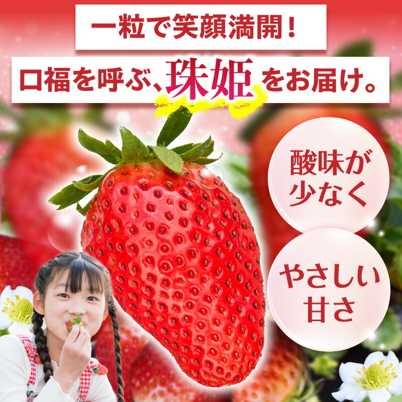 【ふるさと納税】【2026年1月〜3月上旬発送】化粧箱入りいちご【珠姫】 酸味が少なくやさしい甘み 珠姫 いちご 2パック 9~15粒 化粧箱 粒が大きい 生駒いちご園 果物 フルーツ デザート 贈り物 お取り寄せ お取り寄せフルーツ 奈良県 生駒市 送料無料 サムネイル2