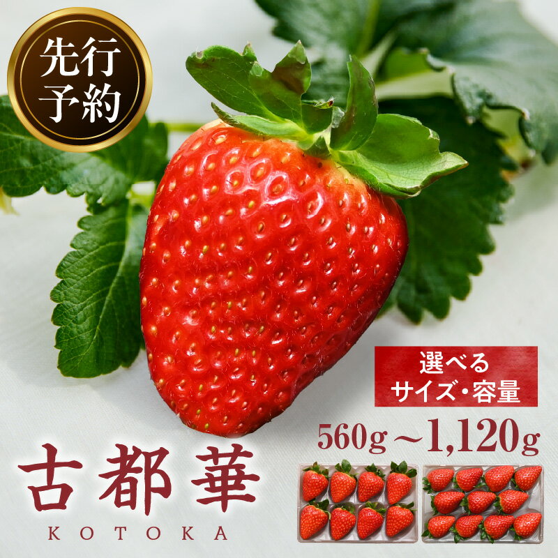 先行予約 高級いちご「古都華」 ことか 大粒 甘い 濃い 濃厚 糖度 ブランド いちご イチゴ 苺 フルーツ 果物 くだもの ご褒美 高級 贈答 贈り物 ギフト プレゼント サイズ・パック数が選べる きよの杜農園 奈良県 生駒市 送料無料