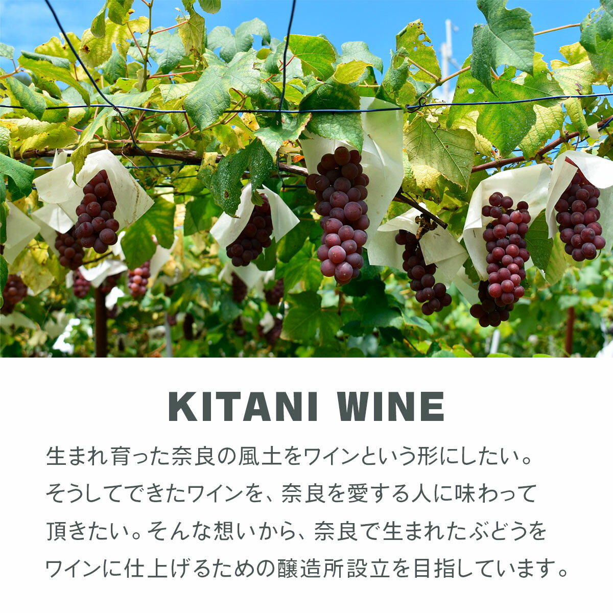 【ふるさと納税】シャインマスカット 2024 (750ml×1本)｜ワイン 果実酒 奈良 香芝 [3005] サムネイル3