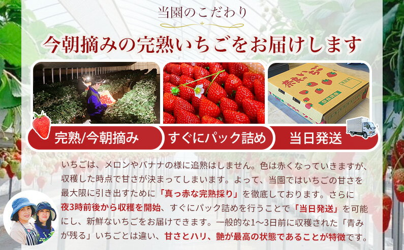 【ふるさと納税】【 いちご12月から計6回定期便 】 ◆古都華　約300g×2パック×6回 ◆ 【今朝摘みの丸笑いちご園】 ／ フルーツ いちご 苺 イチゴ 果物 くだもの 新鮮 完熟 朝採り 高級 希少品種 甘い 奈良県 葛城市 サムネイル3