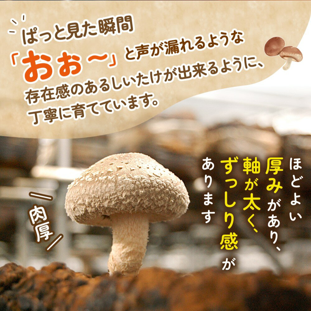 【ふるさと納税】 冷蔵 葛城市産 生しいたけ（500g、1kg、1.5kg）/ 椎茸 シイタケ きのこ キノコ 生 国産 セット 新鮮 菌床 スライス 奈良県 葛城市 - 画像2