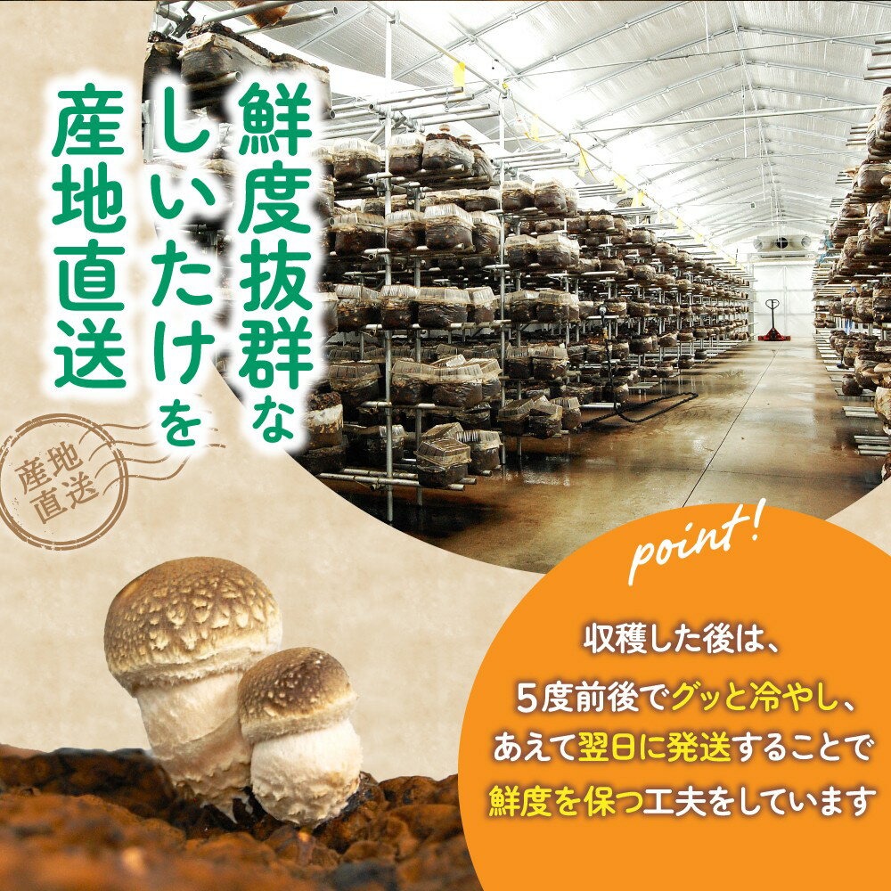 【ふるさと納税】 冷蔵 葛城市産 生しいたけ（500g、1kg、1.5kg）/ 椎茸 シイタケ きのこ キノコ 生 国産 セット 新鮮 菌床 スライス 奈良県 葛城市 - 画像3