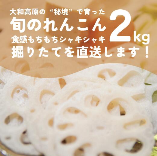 れんこん　2kg