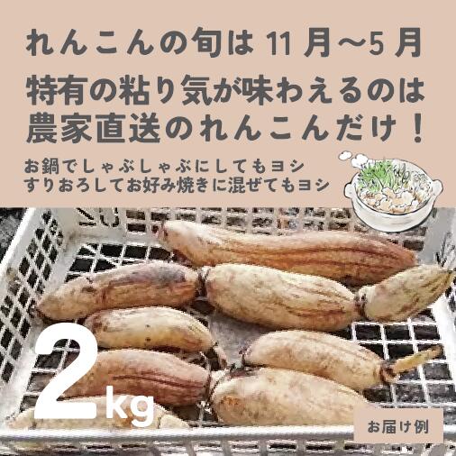 【ふるさと納税】れんこん　2kg - 画像2