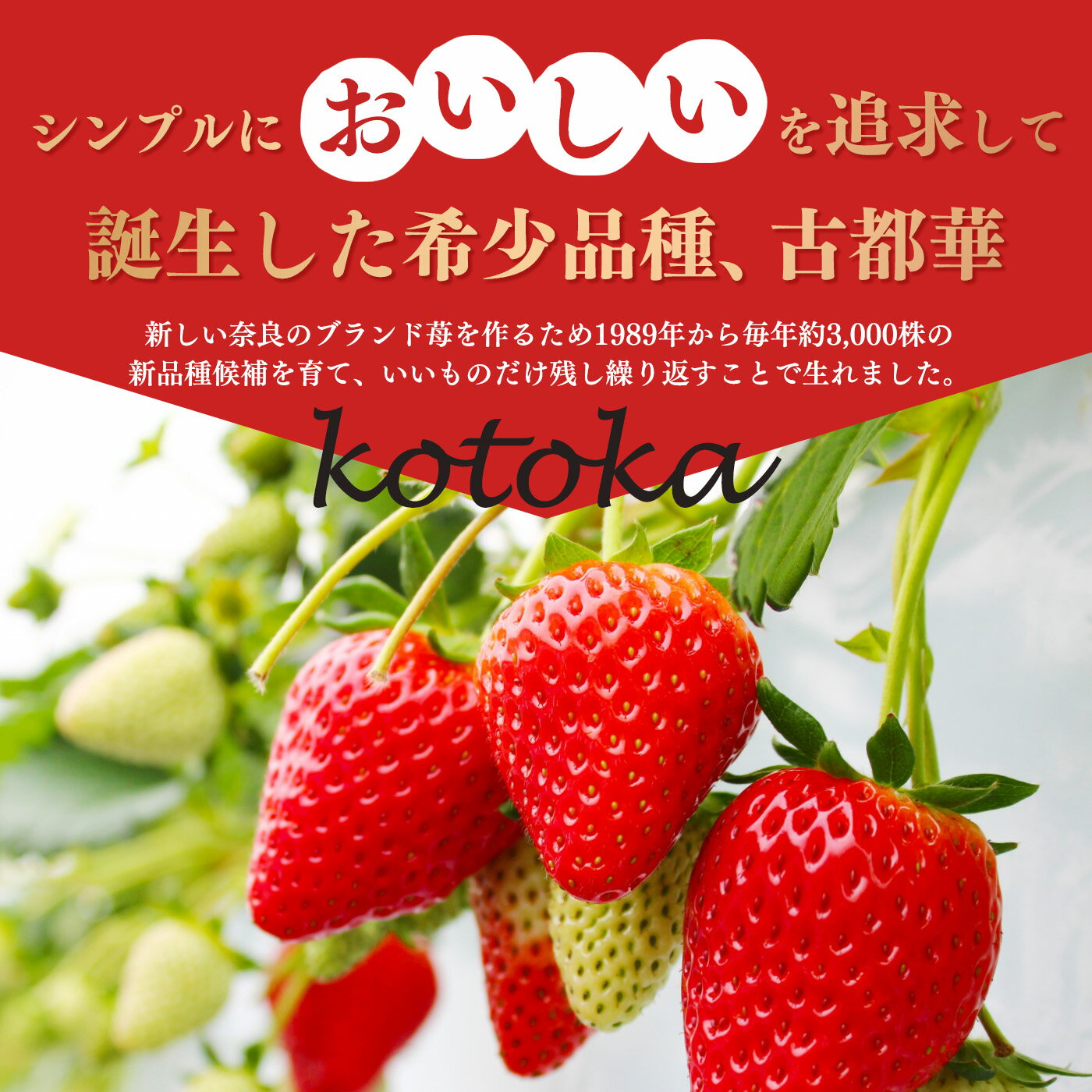 【ふるさと納税 いちご 平群の古都華 2L～3Lサイズ （2～4パック 1～2ケース） 計2～4パック OKADAファーム | 果物 くだもの フルーツ 苺 イチゴ ストロベリー 古都華 ことか 旬の品種 フードロス 産地直送 奈良県 平群町 1月発送 2月発送 サムネイル3
