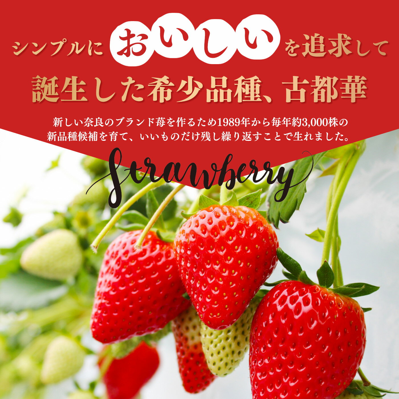 【ふるさと納税】 いちご 【サイズが選べる！】平群の古都華 扇田農園 | 果物 くだもの フルーツ 苺 イチゴ いちご 古都華 ことか 奈良県 平群町 限定出荷 ふるさと納税 苺 ふるさと苺 高級 ブランド苺 旬 産地 直送 扇田農園 サムネイル3
