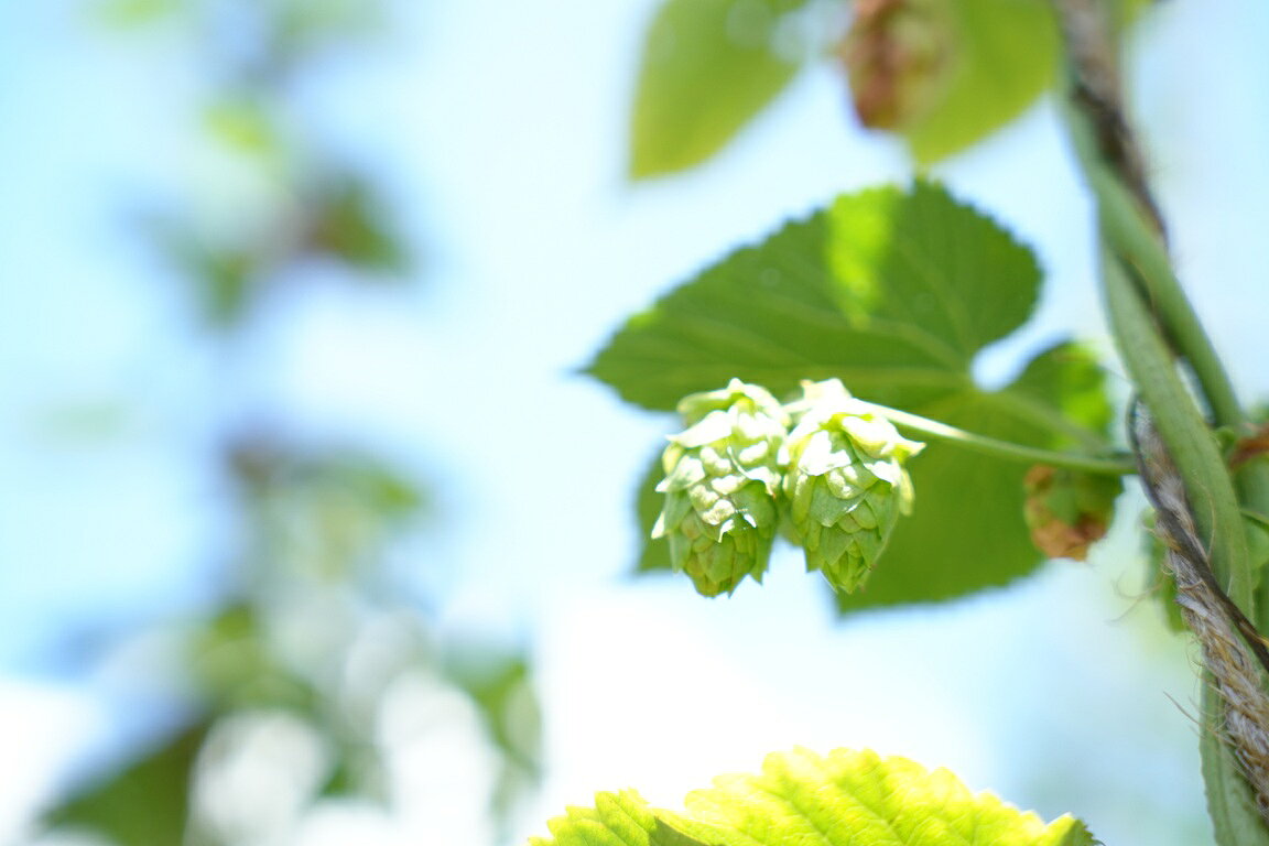 【ふるさと納税】【選べる本数】「平群にかえり咲き」クラフトビール 3本 / 6本 セット | お酒 クラフトビール セット 贈答 お歳暮 奈良県 平群町 サムネイル3