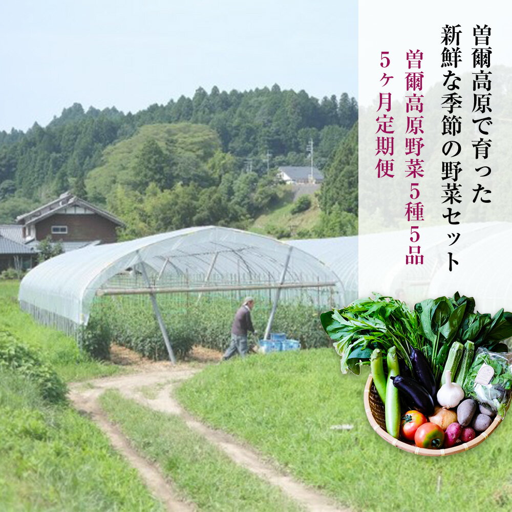 【 定期便 】【2026年6月より順次発送】 曽爾高原野菜5種5品〜小さなご家庭食べきりサイズ〜を5ヶ月連続でお届けします ふるさと納税 野菜 定期 野菜セット 定期便 お楽しみ セット 詰め合わせ 送料無料 奈良 奈良県 お得 支援 応援 先行予約
