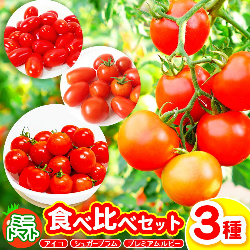 御杖村産 ミニトマト食べ比べセット(3種) | ミニトマト セット アイコ シュガープラム プレミアムルビー 旬 自然の恵み 奈良県 御杖村