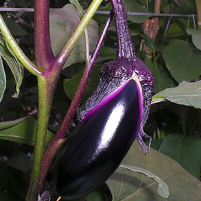 【ふるさと納税】旬の奈良野菜セット (旬の野菜7品以上が入ります) / 国産 奈良県 広陵町 野菜 ふるさと納税 詰め合わせ 旬 季節の野菜 葉物 きのこ キノコ 舞茸 エリンギ ブナシメジ 小松菜つぼみ 生にんにく スティックブロッコリー - 画像2