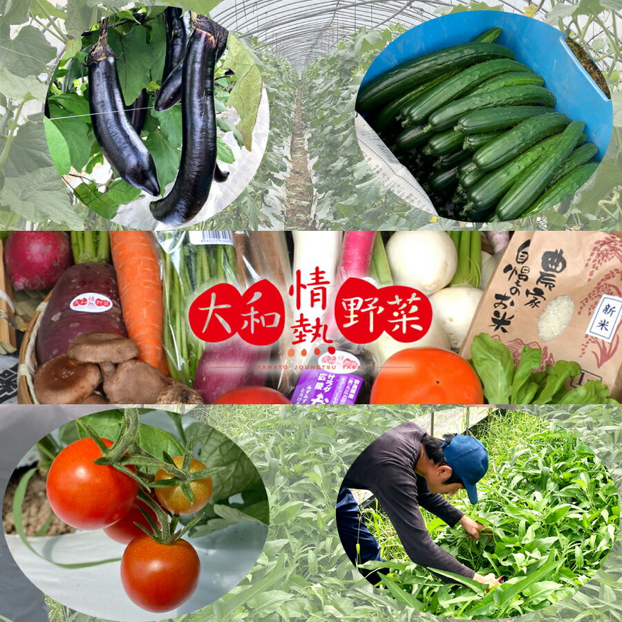 大和情熱野菜の玉手箱 ///旬 野菜 季節 セット 詰合せ 厳選 春 夏 秋 冬 直送 農家 無農薬 奈良県 広陵町