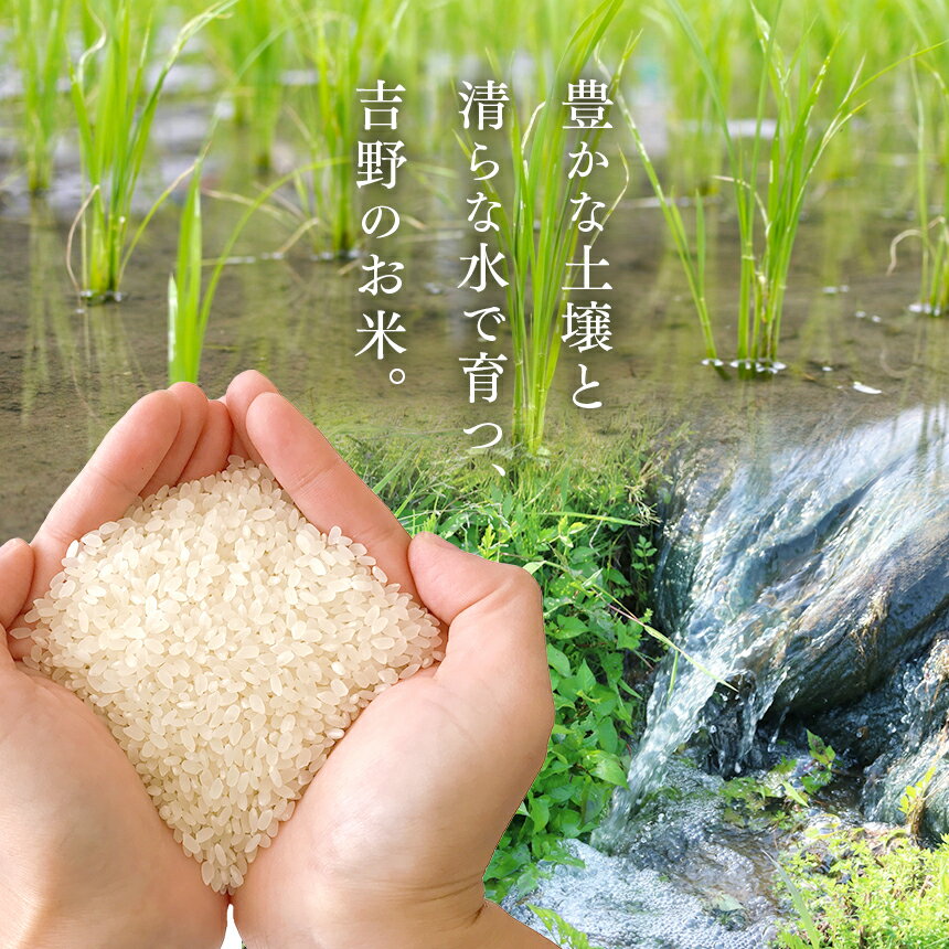 【ふるさと納税】大和銘米 ひのひかり 5kg 精白米 無洗米 お米 ヒノヒカリ 米 5キロ - 画像3