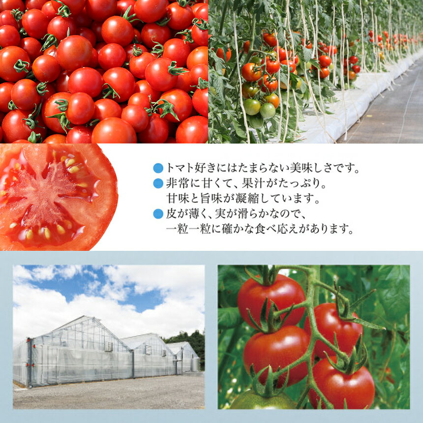 【ふるさと納税】 トマト フルティカ 1kg 中玉トマト リコピン | 野菜 トマト フルーツトマト 甘い 糖度高い 1000g 近鉄ふぁーむ 奈良県 大淀町 - 画像3