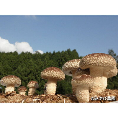 【ふるさと納税】肉厚生しいたけ・干ししいたけセット【配送不可地域：離島】【1259444】 - 画像3