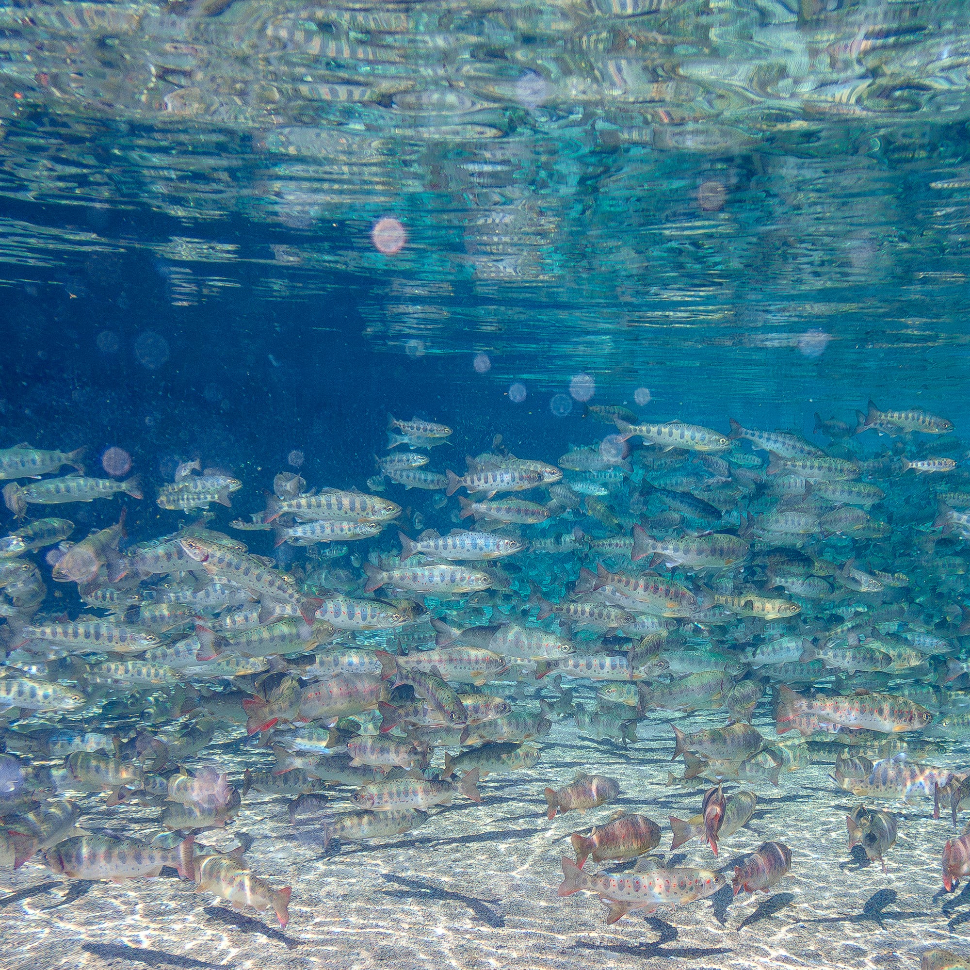 【ふるさと納税】あまご魚醤とジャバラ果汁のポン酢「あまぽん」 サムネイル2