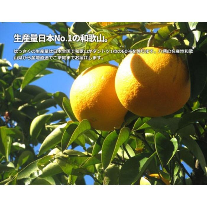 【ふるさと納税】訳あり八朔 約10kg（箱込み） 和歌山県産 サムネイル2
