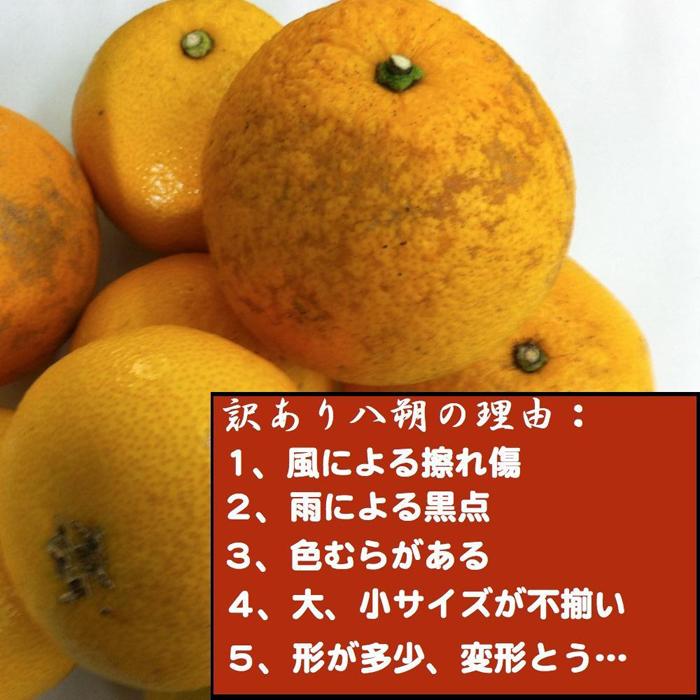 【ふるさと納税】【訳あり】はっさく 和歌山産 八朔 10kg 【ご自宅用・サイズ不揃い・キズ等あり】 | フルーツ 果物 くだもの 食品 人気 おすすめ 送料無料 サムネイル2