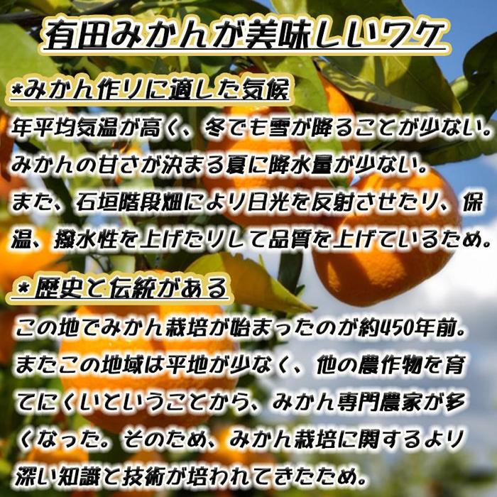 【ふるさと納税】有田みかん［特秀品M~L、高糖度］約10kg!［2025年10月から12月下旬頃順次発送］ | フルーツ 果物 くだもの 食品 人気 おすすめ 送料無料 サムネイル2