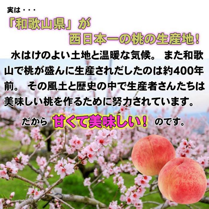 【ふるさと納税】【秀品】和歌山ブランド白桃 約2kg！ ギフト 贈答品にも! 2026年7月発送分 | フルーツ 果物 くだもの 食品 人気 おすすめ 送料無料 サムネイル2