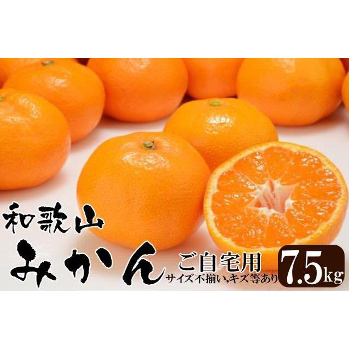 みかん 和歌山産 【訳あり】ミカン 7 . 5kg 【ご自宅用・サイズ不揃い・キズ等あり】 | フルーツ 果物 くだもの 食品 人気 おすすめ 送料無料